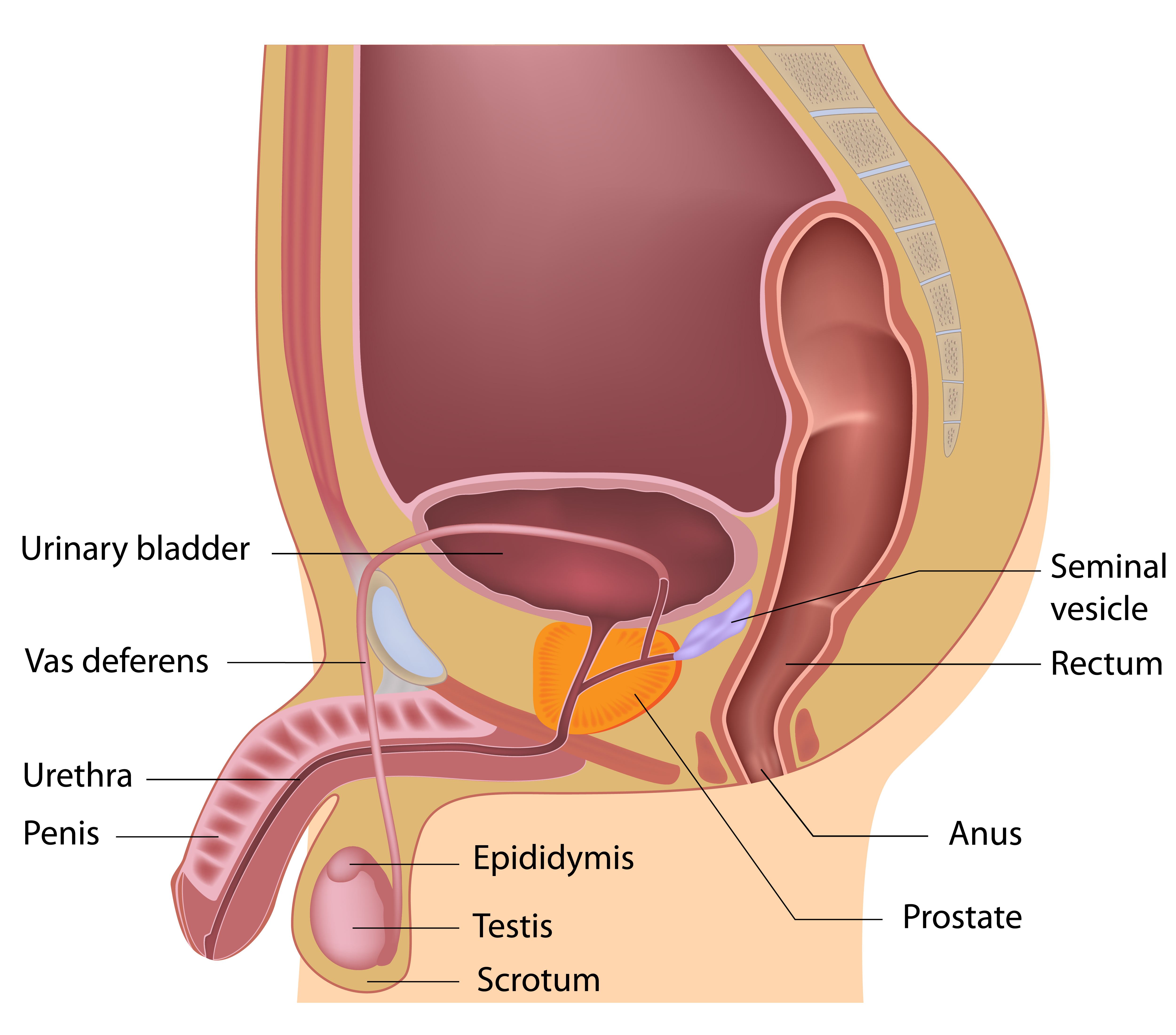 diagram of male reproductive system showing seminal vesicles