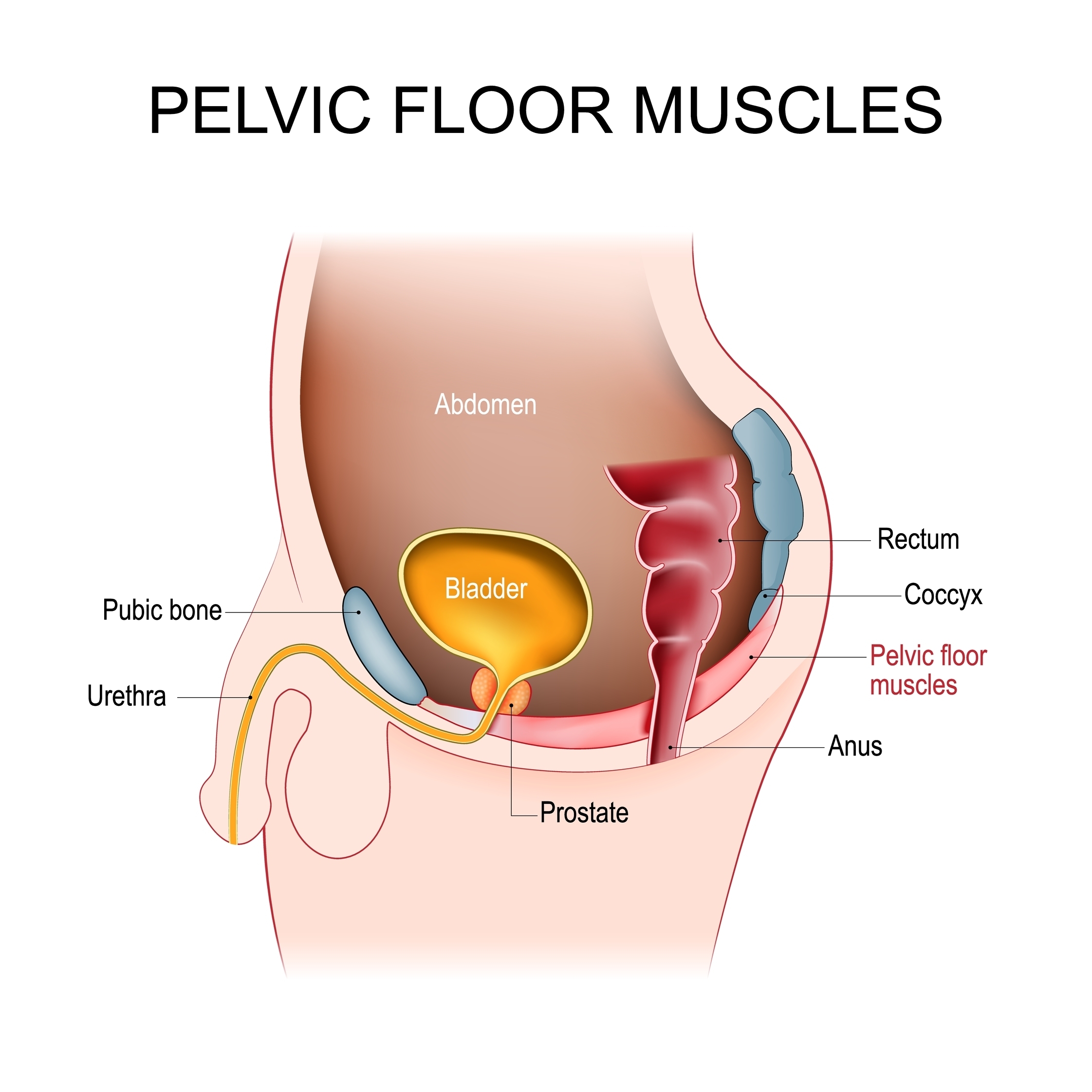 Diagram of male pelvic floor