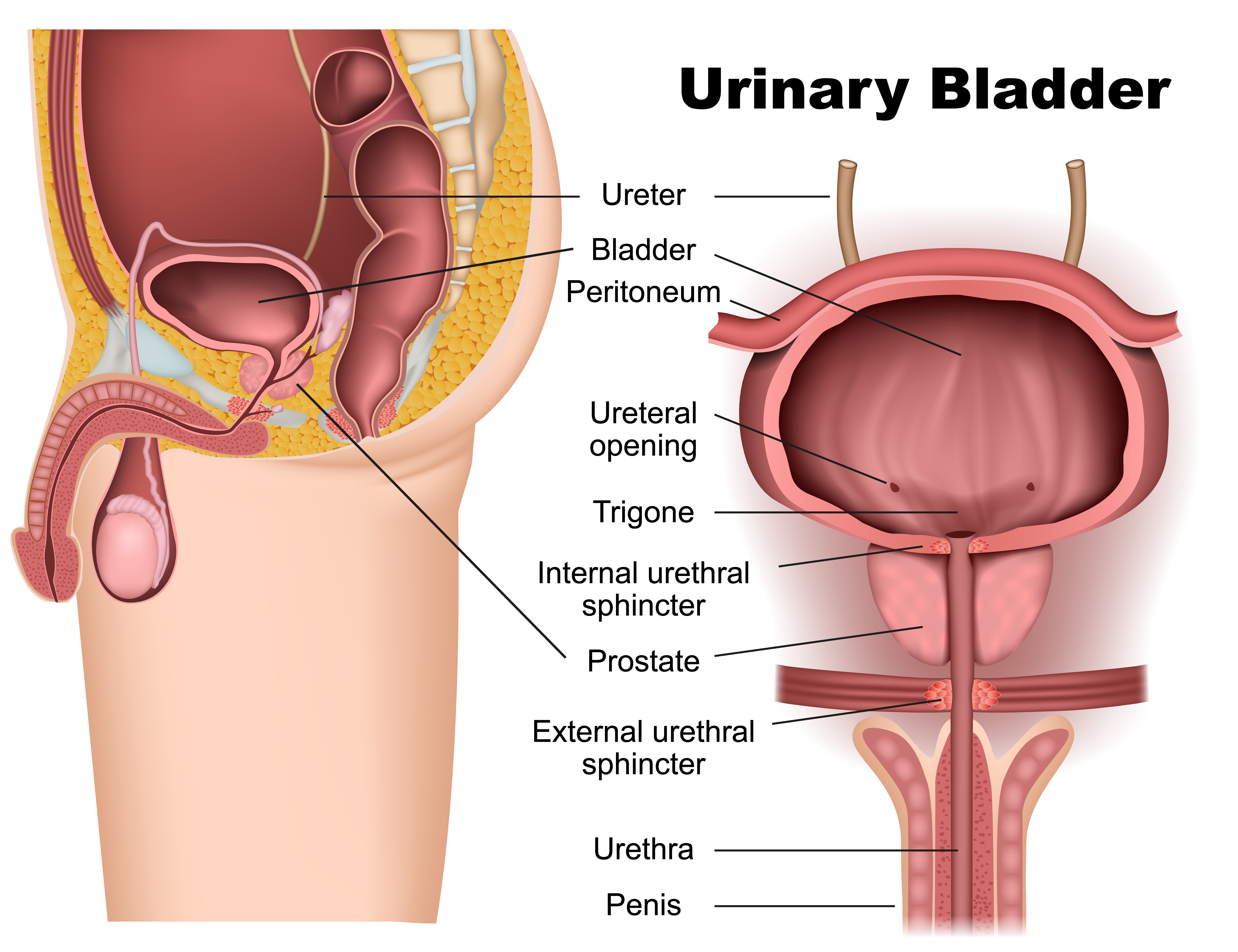 Image showing the male urinary system