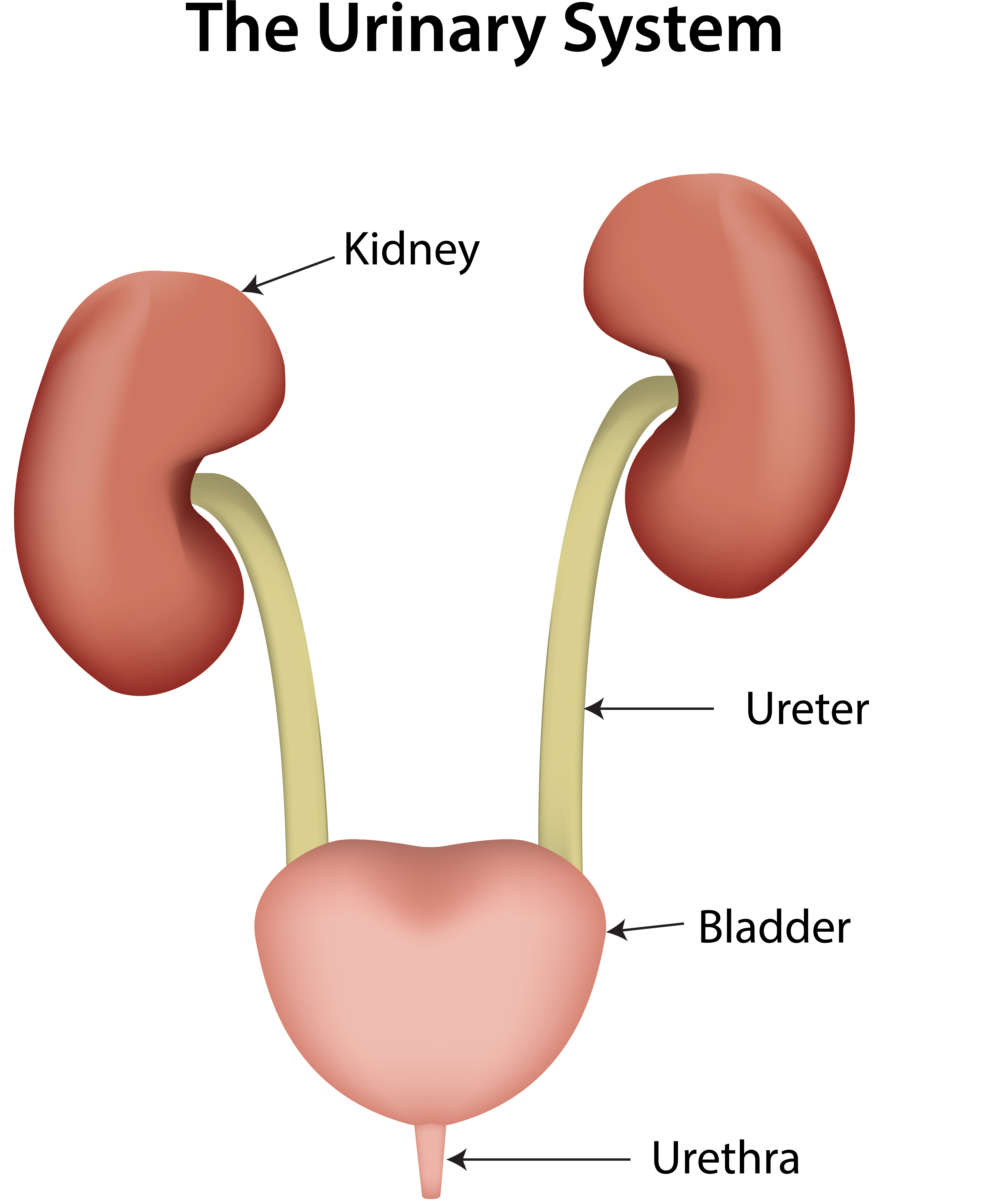 The urinary system