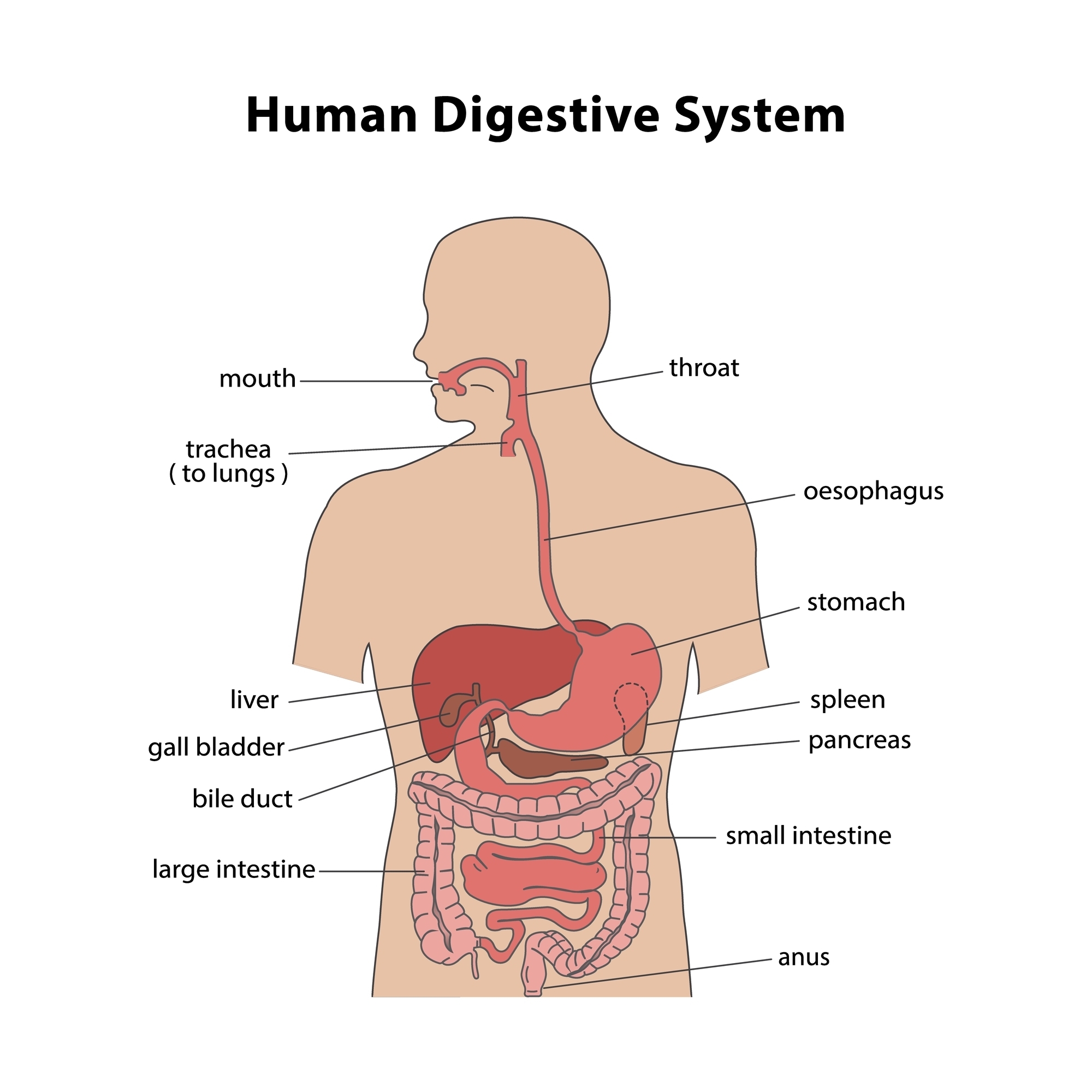 Diagram of the human digestive system